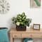 20" African Violet, Dumb Cane & Ivy in Decorative Chest